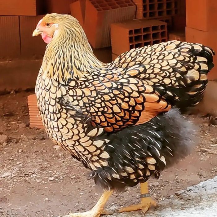 Oua incubat Wiandotte GSG negru auriu Wyandotte