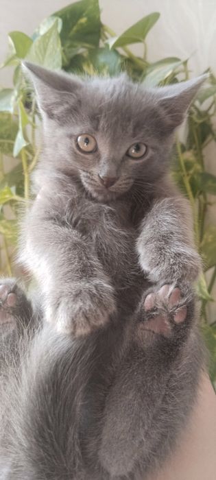 Котята, котята, котята