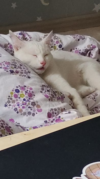 Мальчик  молодой котик