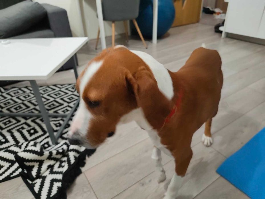 Куче гонче за осиновяване!