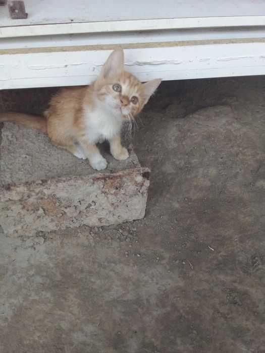 Котята - Раздаём бесплатно