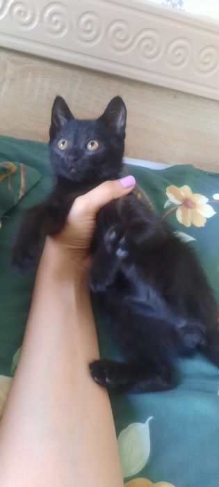 Котёнок мальчик даром