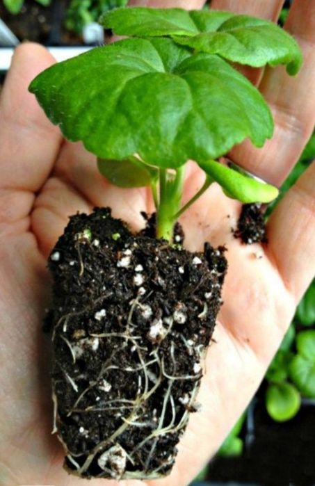 Универсальная почвосмесь > для саженцев, парников, теплиц, цветов и др