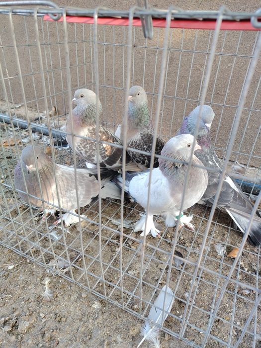 Porumbei takla și fata scurta de Budapesta