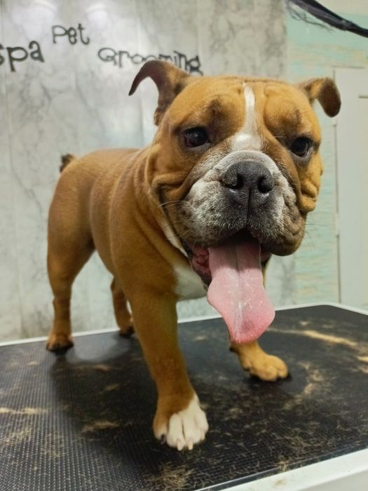 Профессиональный  груминг собак