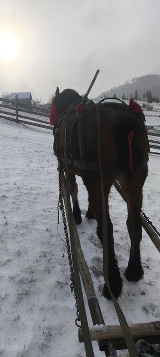 De vânzare manză de 2ani și 7luni învățată garantată la orice