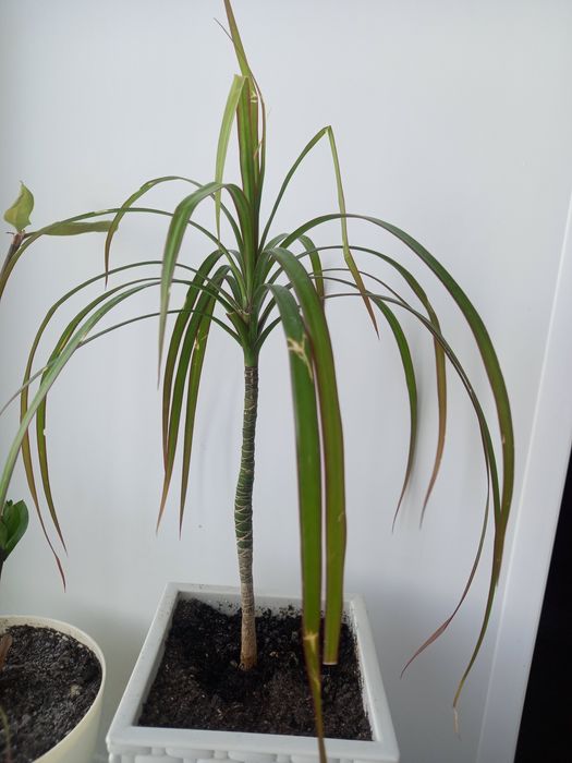 Цветок драцена 5000 т