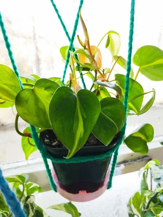 Филодендрон бразил