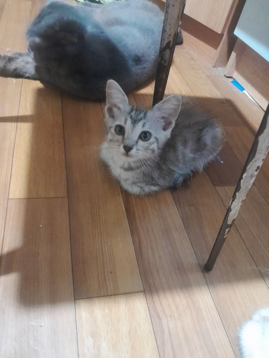 Одна девочка два мальчика Котята