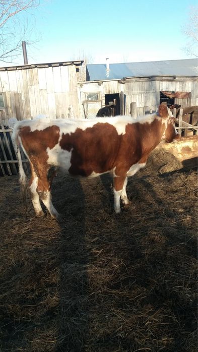 Продается корова