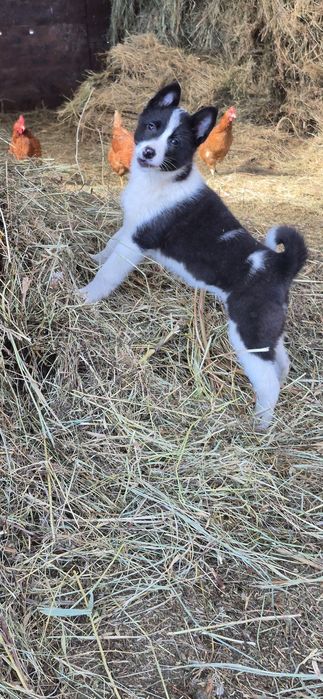 Щенки русско-европейской лайки