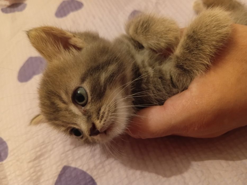Британской котята