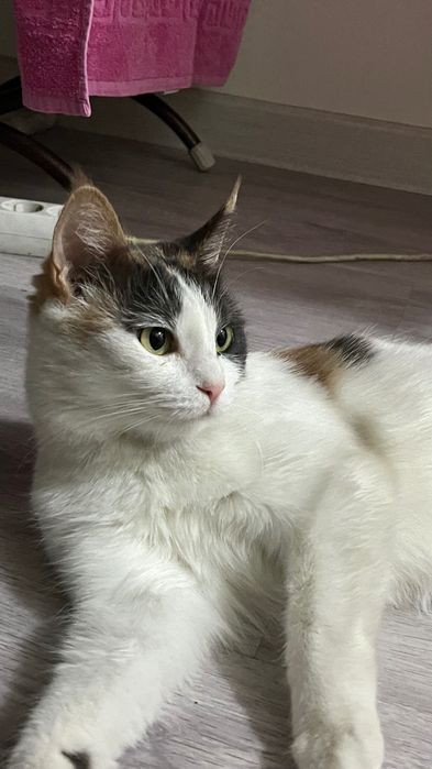 Срочно!! Отдам в добрые руки двух кошек