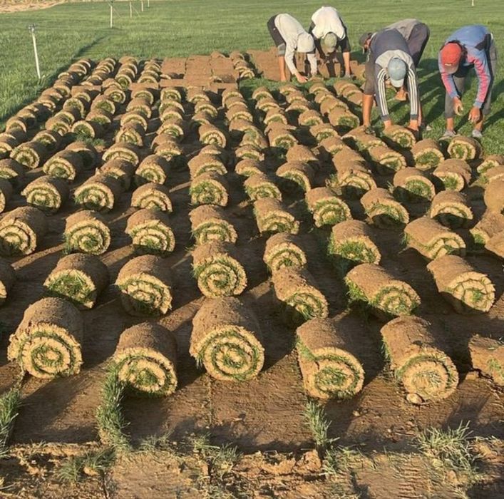 Gazon va poliv sistema