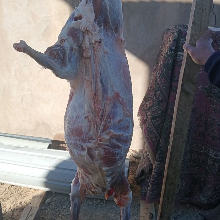 Ешкы сатылады соятын