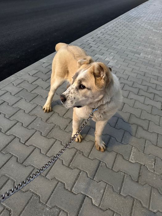 Кучето е на 6 месеца