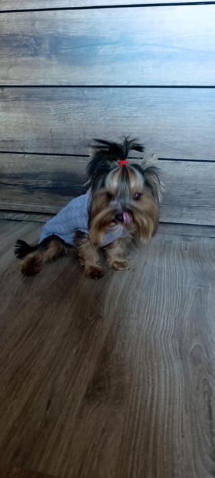 Йоркширски териер мини момче