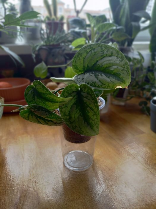 Сциндапсус Silver Lady