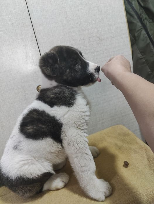 Продаётся девочка САО, алабай