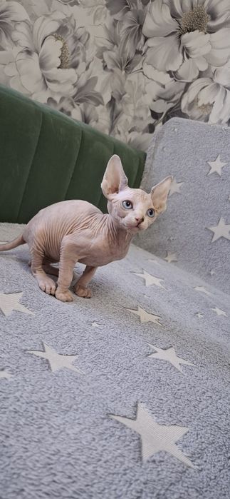 Котята канадского сфинкса