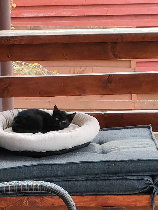 Pisici dragute  spre donare