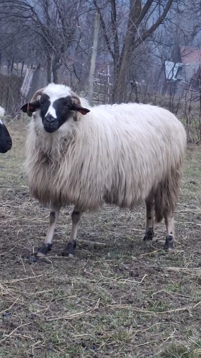 De vânzare 2 oi bune