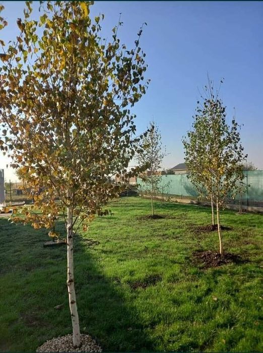 Leylandi cupressus, Livrare gratuita oriunde în Țară