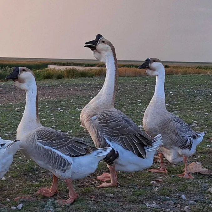 Продам инкубационное яйцо гусей