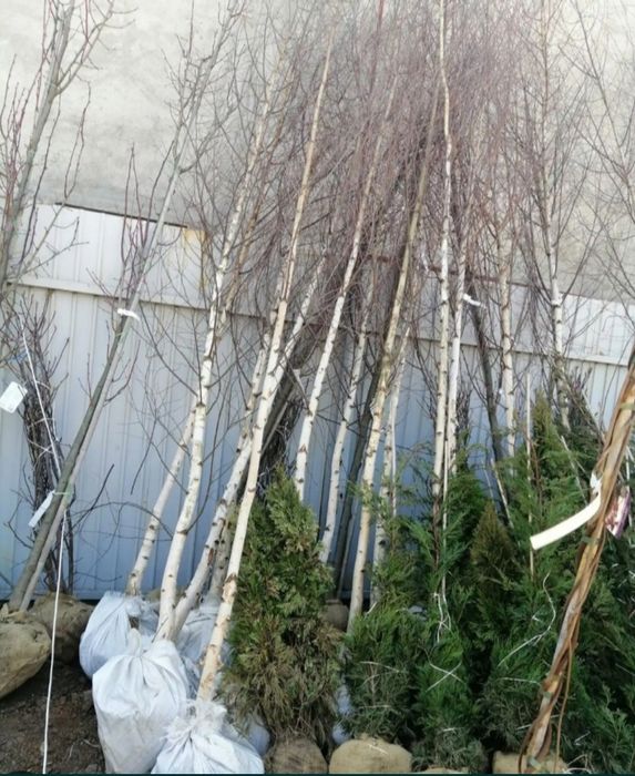 Doriti sa impaduriti cu puieti de salcam proaspăt recoltati