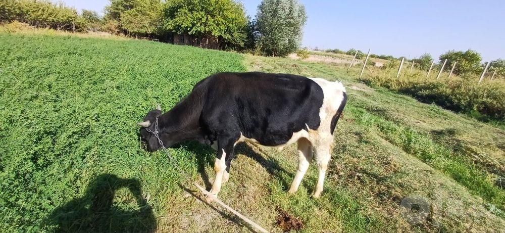 Novos srochna sotiladi 10 oylik