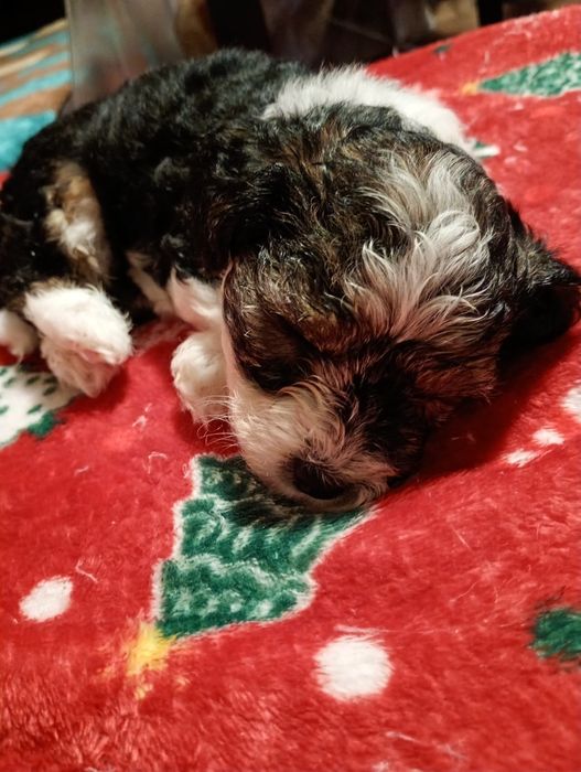 Бивър Териер за  отглеждане с много любов