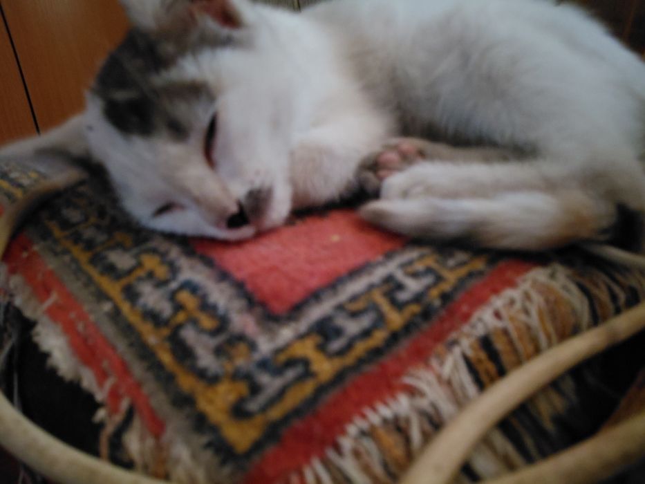 Котенок девочка в самые добрые руки