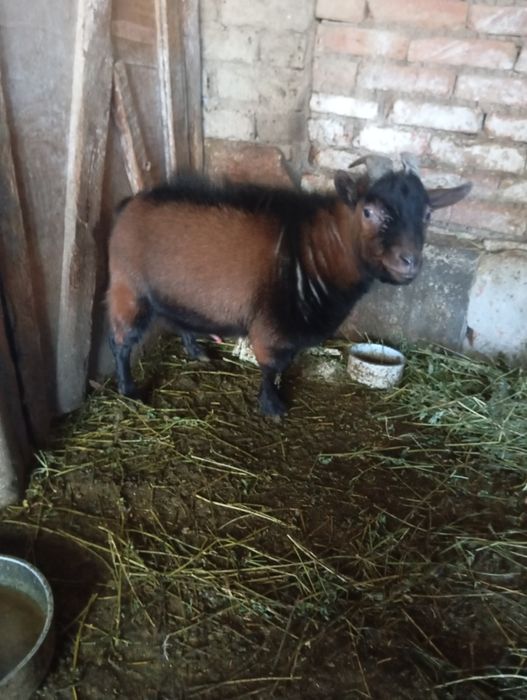 Продавам декоративни кози