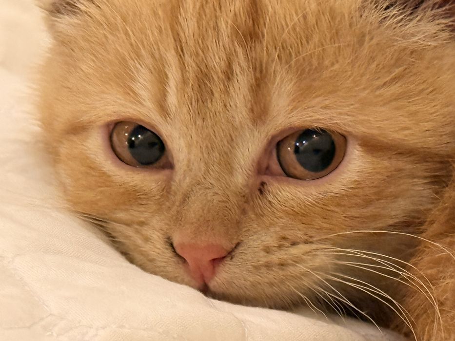 Scottish fold mushuk sotiladi