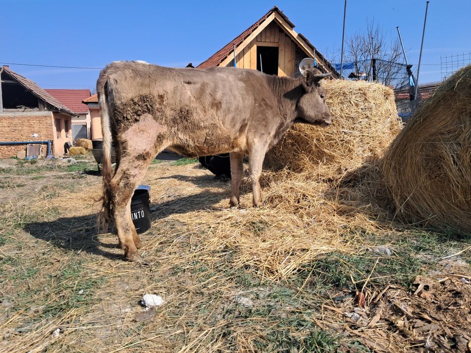 Vând juninca prima fătare gestanta an 4 lunii