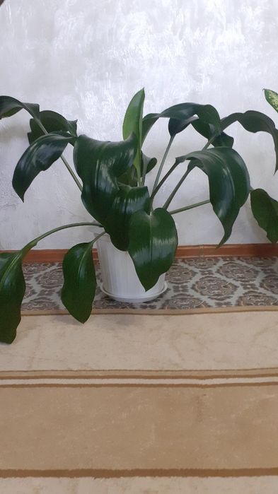 Комнатные растения