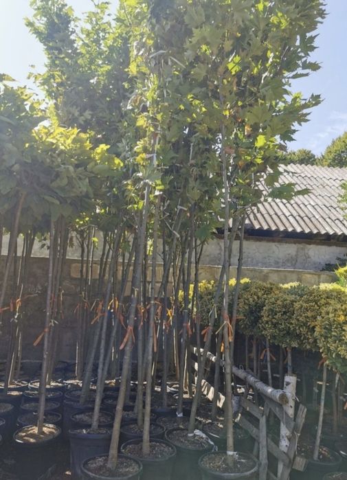 Brazi Mesteacăn Tei Arțar Plante Ornamentale