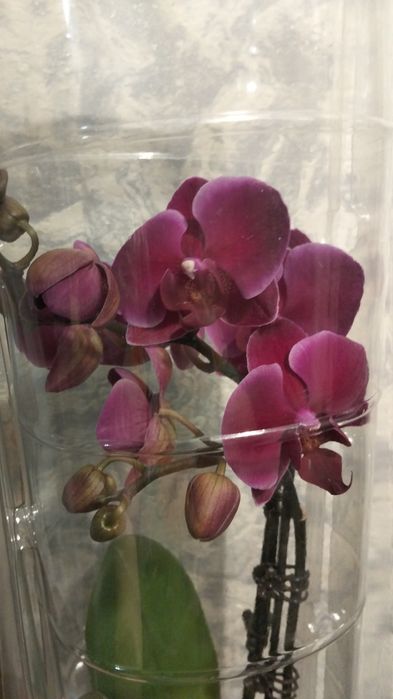 Ппродам орхидеи фаленопсис