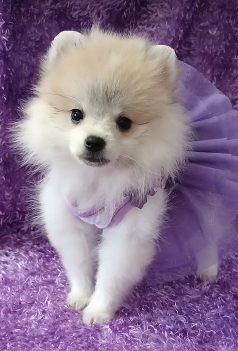 Померанский шпиц мини,щенки