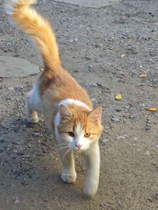Отдам молодую кошечку