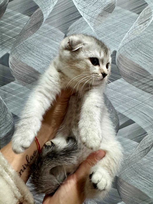 шиншилла серебро вислоушка