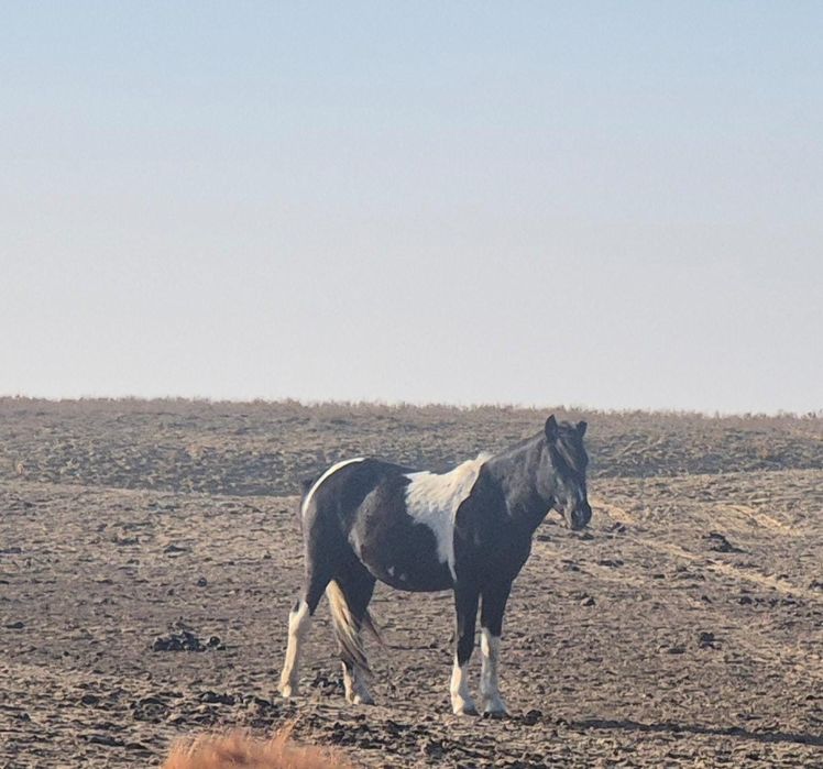 Жуас Айғыр.