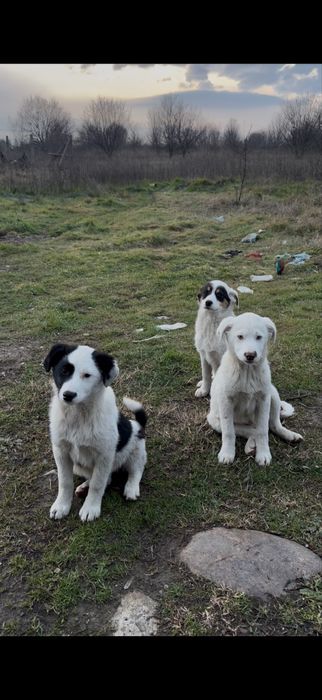 Бебета кученца- две женски и едно мъжко