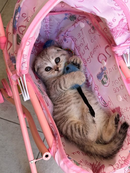 Scottish Fold, шотландская вислоухая