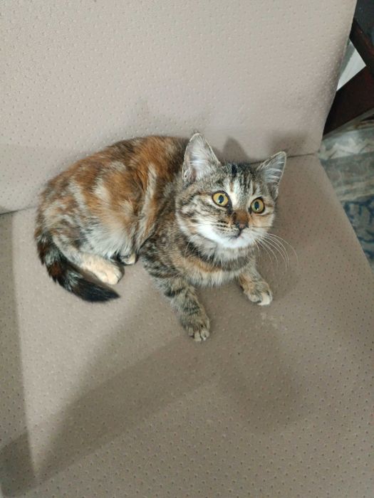 Скоттиш страйт девочка