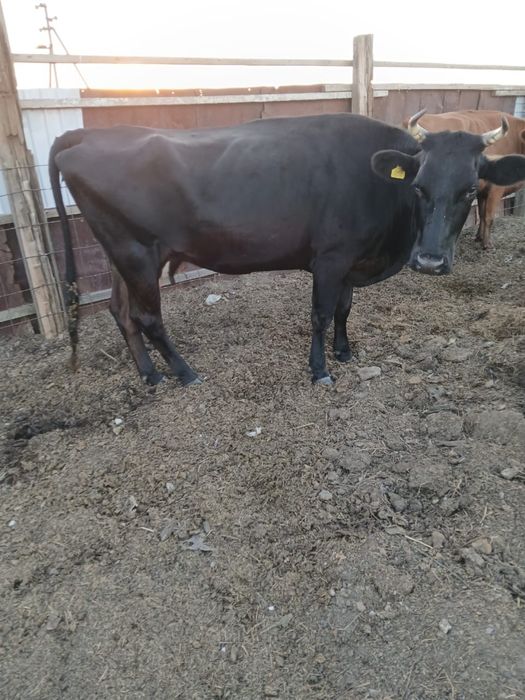 Продам 3 коровы
