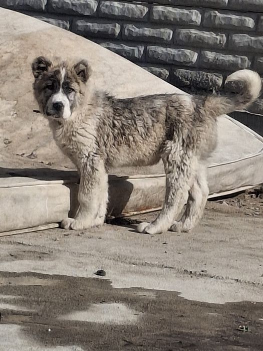 Будуши супер тяж