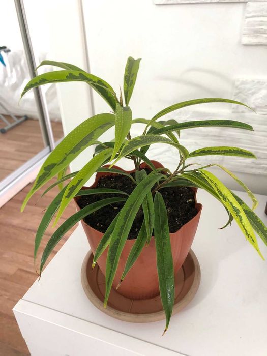 фикус амстел грин голд