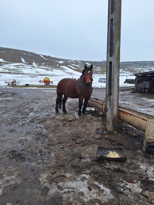 Vând o iapa de 4 ani in primavara gestantă in 8 luni