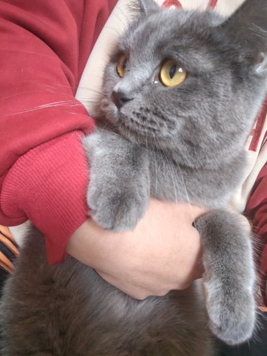 Britanskaya karotkasherstnaya